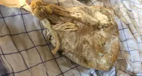 Noix de jambon