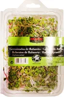 Germinados de rabanito