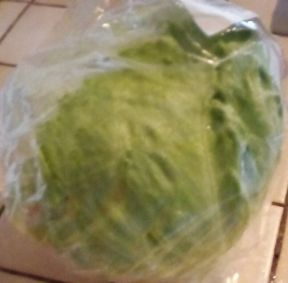 Laitue iceberg