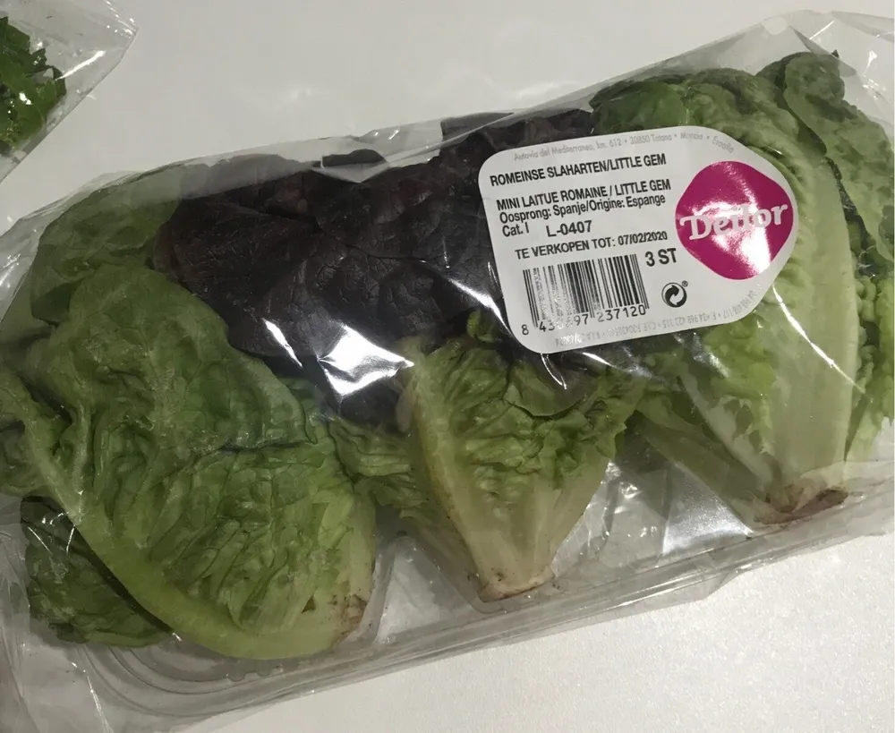 Mini laitue romaine