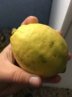 Citron jaune