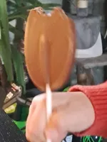 Sucette en chocolat
