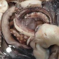 Tentacules encornet géant saumurés