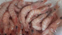 Gamba cocida