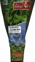 Maceta de albahaca