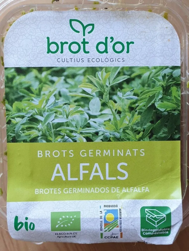 Brotes germinados de alfalfa