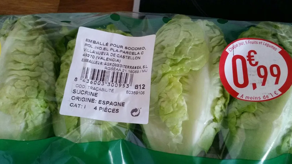 Sucrine salade Espagne