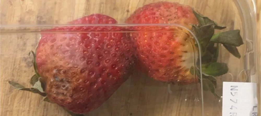 Fresas