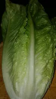 Salade romaine