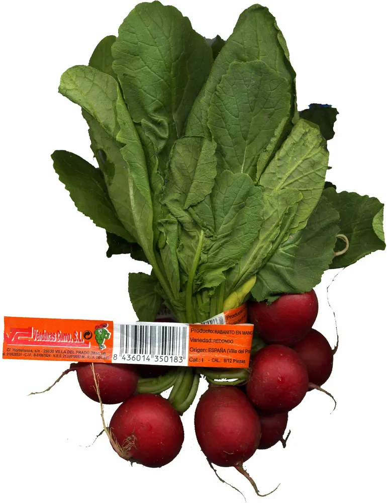 Rabanitos