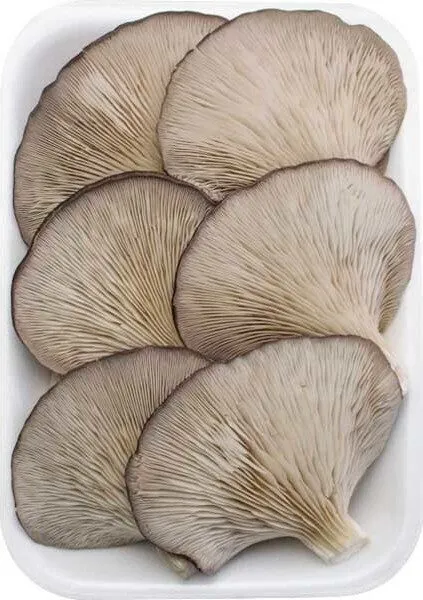 Seta cultivada