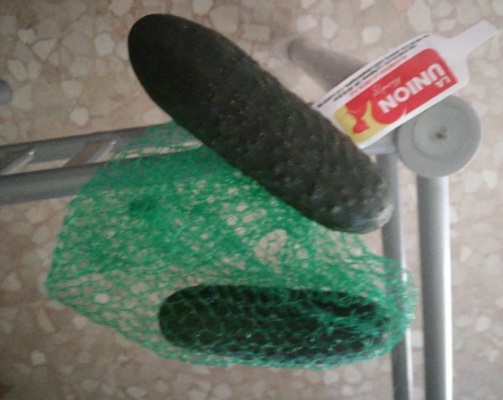 Pepino