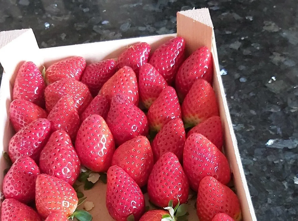 Fresas