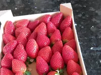 Fresas