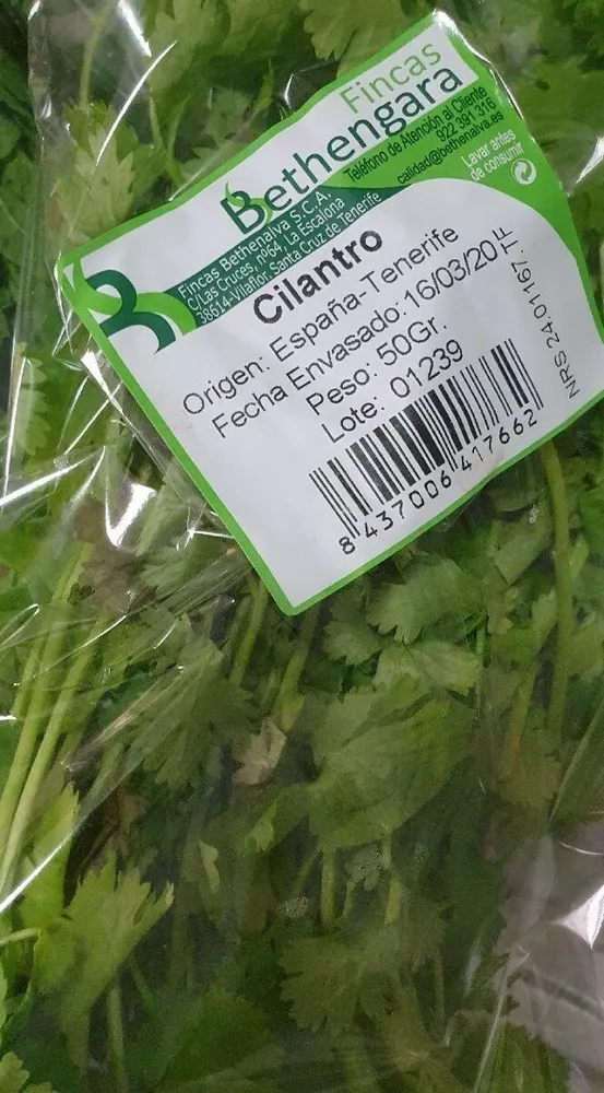 Cilantro