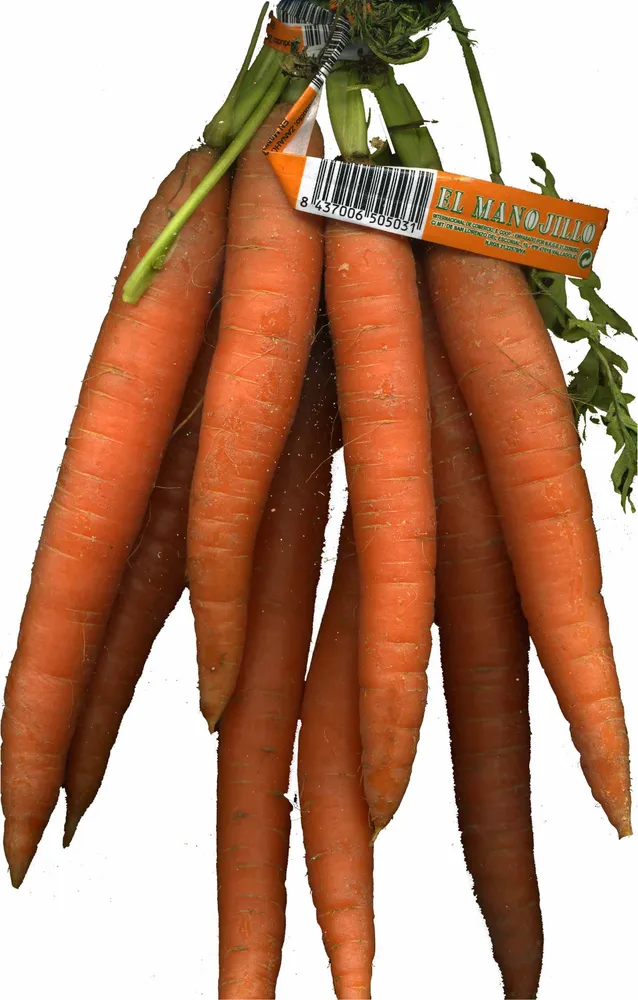 Zanahorias
