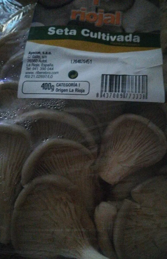 Setas cultivadas. pleurotus ostreatus