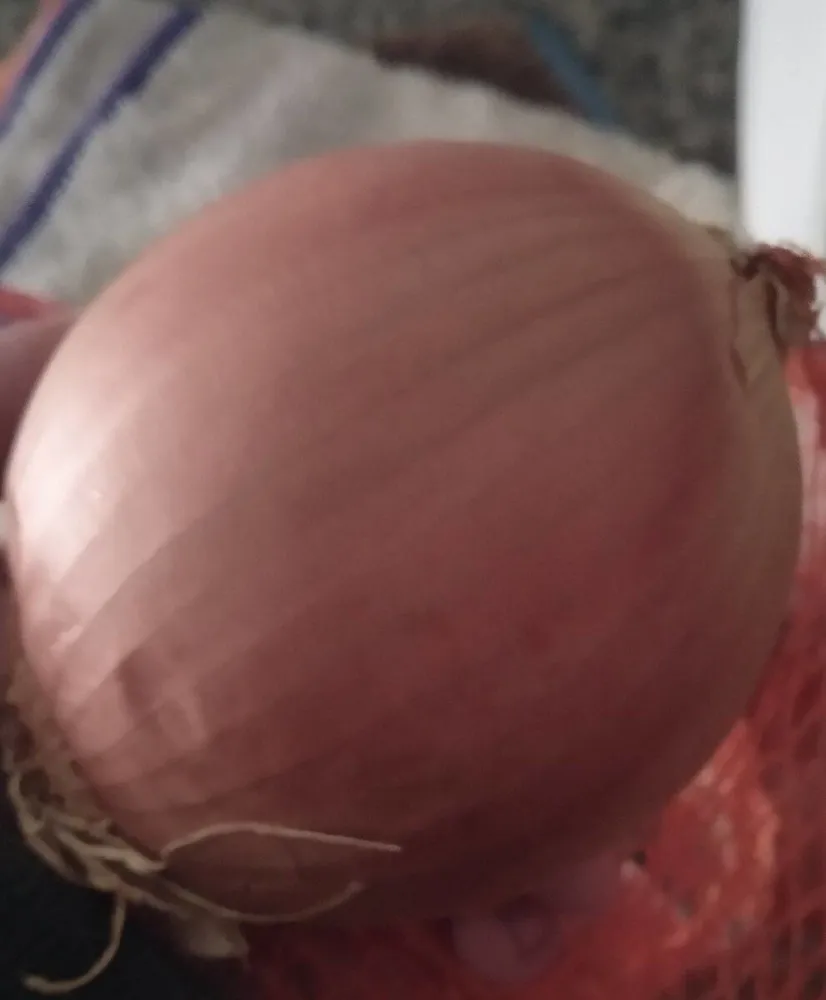 Cebollas