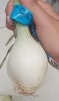 Cebolla
