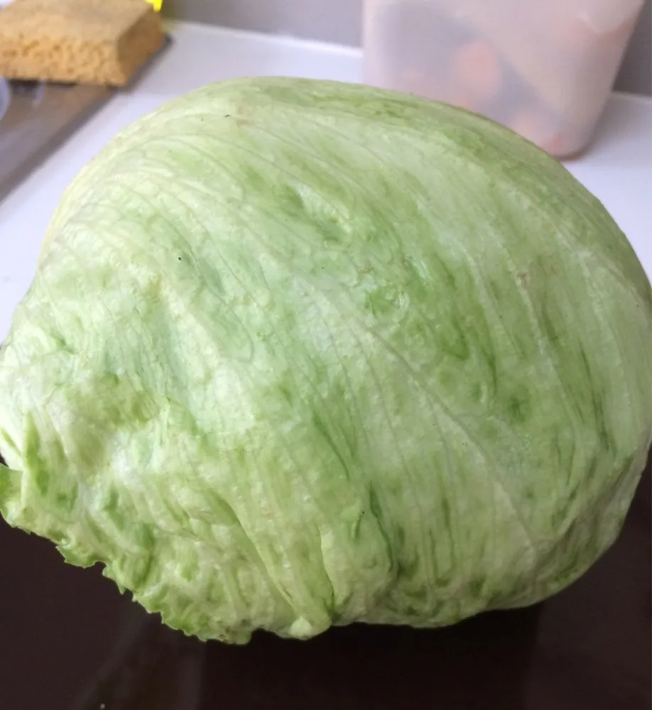 Laitue Iceberg