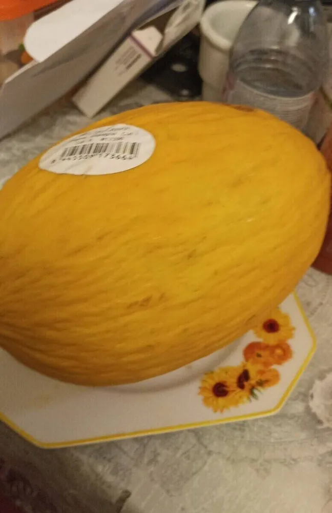 Melon canari