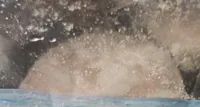 Rodajas de merluza argentina