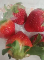 Fresón