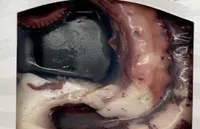 Pulpo cocido