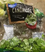 Canónigos