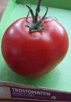 Trostomaten