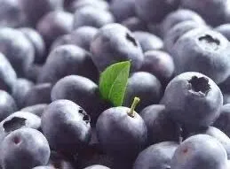 AH Blauwe bessen