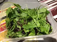Salade roquette