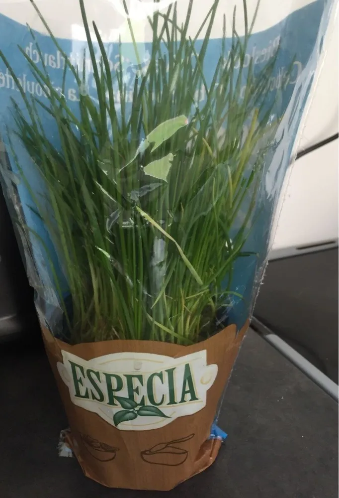 Especia ciboulette