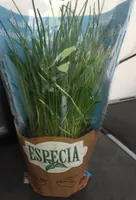 Especia ciboulette