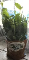 Menthe