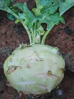 Kohlrabi-Rahmgemüse