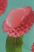 Lychee Ade
