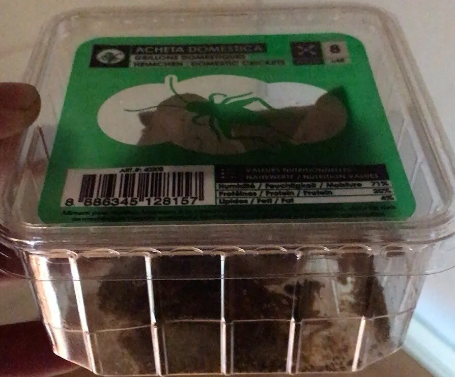 Acheta domestica
