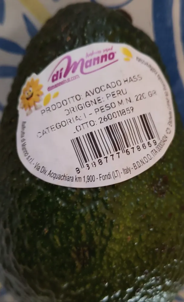Avocado hass