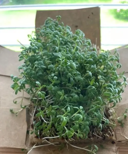 Bio Gartenkresse