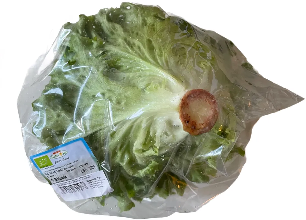 Bio Salat Gentilina grün