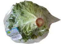 Bio Salat Gentilina grün