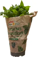 Bio-Basilikum im Topf