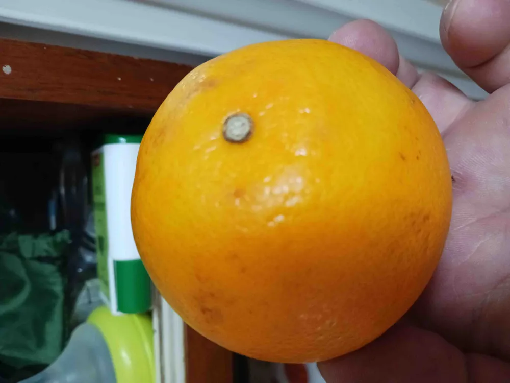 Oranges