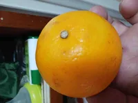 Oranges