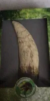 Zanahoria