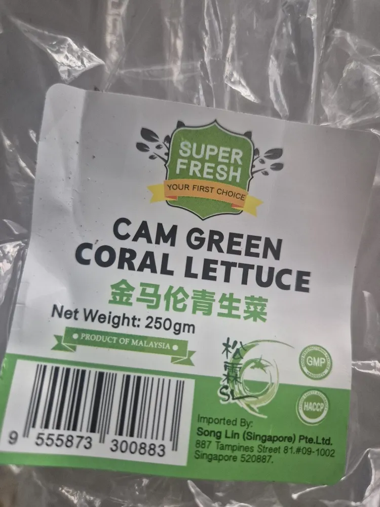 Cam Green Coral Lettuce