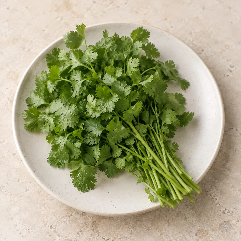 Illustration of cilantro