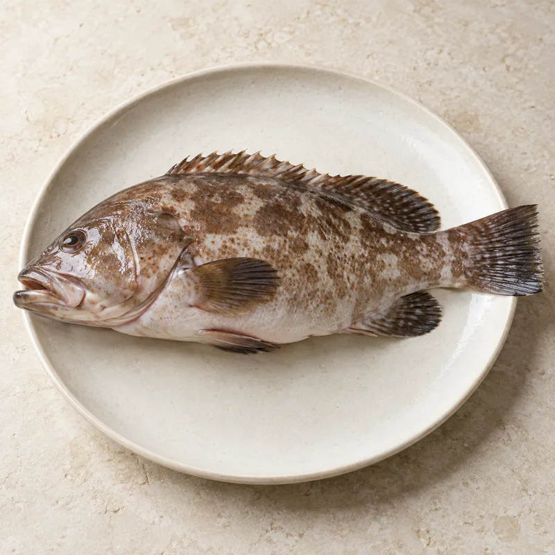 Illustration of fish grouper mixed species raw