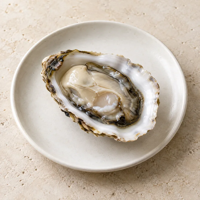 Illustration of oysters raw